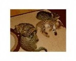 Savannah mačići serval i karakal stari 4 sedmice.